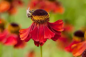Helenium 'Peach Sundae' - 2 Ltr pot - image 2
