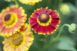 Helenium 'Peach Sundae' - 2 Ltr pot - image 3