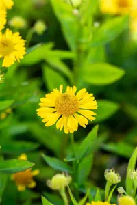 Helenium 'Potter's Wheel' - P9 - image 4