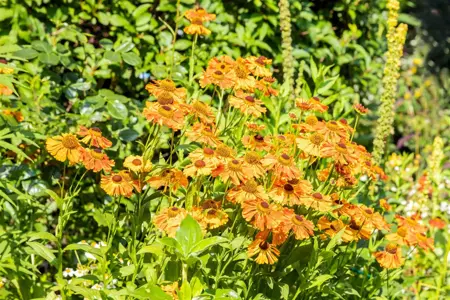Helenium 'Rauchtopas' - 1.5 Ltr pot