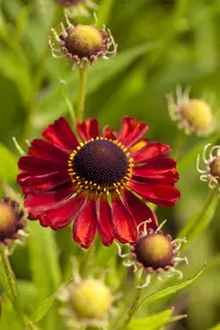 Helenium 'Rubinzwerg'