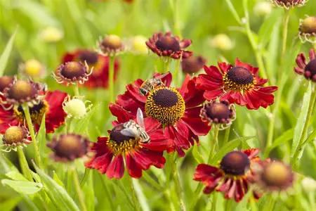 Helenium 'Rubinzwerg' - P9 - image 2