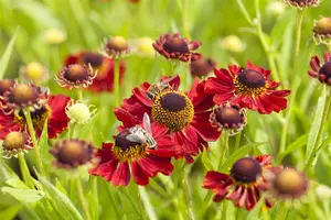 Helenium 'Rubinzwerg' - P9 - image 2
