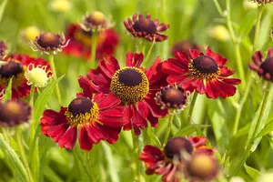Helenium 'Rubinzwerg' - P9 - image 3