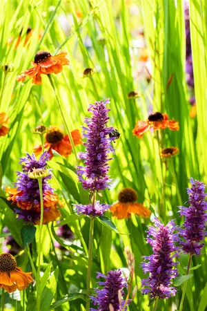 Helenium 'Sahin's Early Flowerer' - 2 Ltr pot - image 4