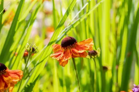 Helenium 'Sahin's Early Flowerer' - P9 - image 1