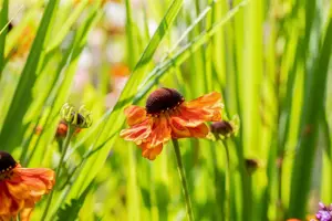 Helenium 'Sahin's Early Flowerer'