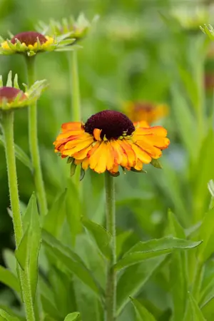 Helenium 'Short'n Sassy' - P9 - image 2