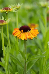 Helenium 'Short'n Sassy' - P9 - image 2
