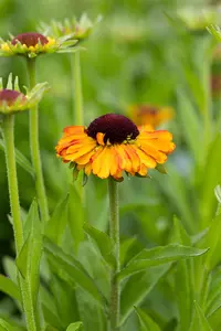 Helenium 'Short'n Sassy' - 2 Ltr pot - image 2