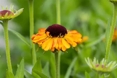 Helenium 'Short'n Sassy' - P9 - image 1