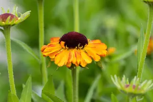 Helenium 'Short'n Sassy'