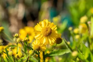 Helenium 'Sombrero'