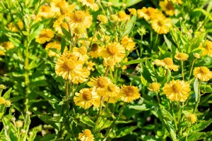 Helenium 'Sombrero' - P9 - image 5