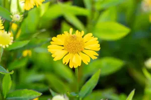 Helenium 'Sombrero' - P9 - image 2
