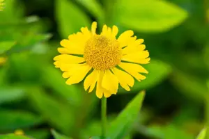 Helenium 'Sombrero' - P9 - image 3