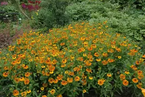 Helenium 'Waltraut'