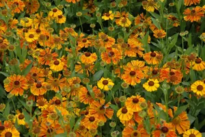 Helenium 'Waltraut' - P9 - image 2