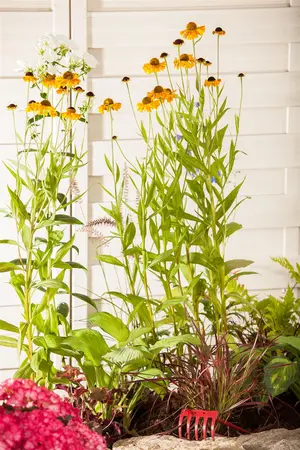 Helenium 'Wyndley' - P9 - image 1