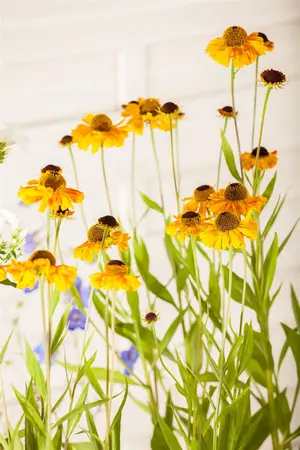 Helenium 'Wyndley' - P9 - image 2