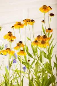 Helenium 'Wyndley' - P9 - image 2