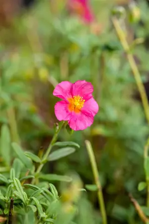 Helianthemum 'Ben Hope' - 2 Ltr pot - image 1