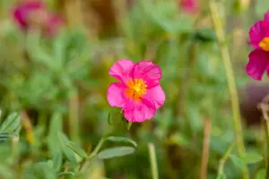 Helianthemum 'Ben Hope' - 2 Ltr pot - image 2