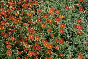 Helianthemum 'Bronzeteppich'