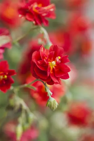 Helianthemum 'Cerise Queen' - 2 Ltr pot - image 1
