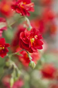 Helianthemum 'Cerise Queen'
