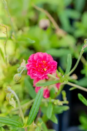 Helianthemum 'Cerise Queen' - 2 Ltr pot - image 3