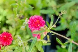 Helianthemum 'Cerise Queen' - 2 Ltr pot - image 2