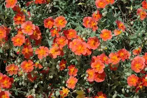 Helianthemum 'Fire Dragon' - P11 - image 2