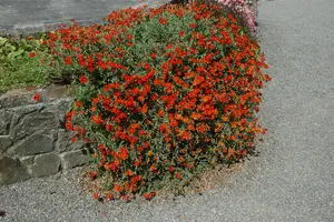 Helianthemum 'Fire Dragon' - P11 - image 3