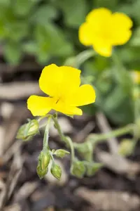 Helianthemum 'Golden Queen'