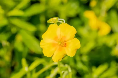 Helianthemum 'Golden Queen' - P9 - image 3