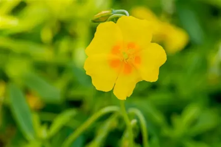Helianthemum 'Golden Queen' - P11 - image 4