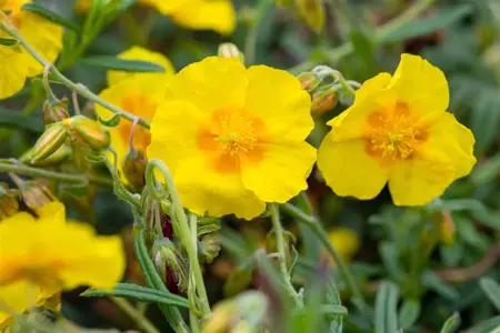 Helianthemum 'Golden Queen' - P11 - image 2