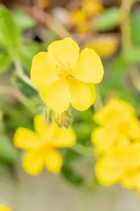 Helianthemum 'Sterntaler' - 2 Ltr pot - image 4
