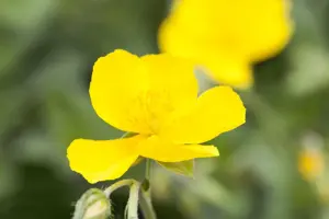 Helianthemum 'Sterntaler' - 2 Ltr pot - image 2