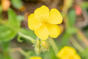 Helianthemum 'Sterntaler' - 2 Ltr pot - image 3