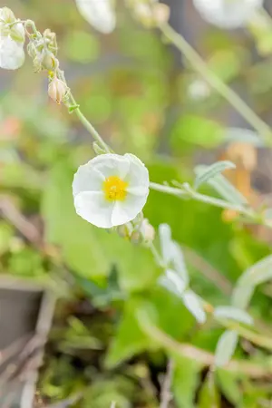 Helianthemum 'The Bride' - PLUG/CELGROWN 104 CEL TRAY - image 3