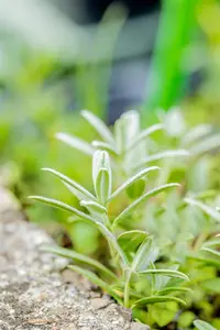 Helianthemum 'The Bride' - 2 Ltr pot - image 2