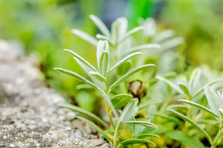 Helianthemum 'The Bride' - PLUG/CELGROWN 100 CEL TRAY - image 1