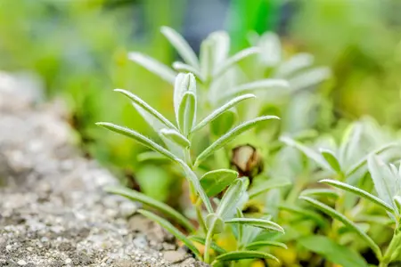 Helianthemum 'The Bride' - PLUG/CELGROWN 104 CEL TRAY - image 1