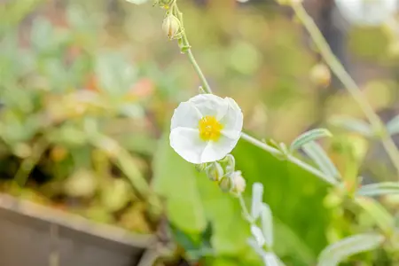 Helianthemum 'The Bride' - PLUG/CELGROWN 104 CEL TRAY - image 4