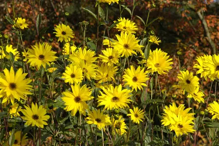 Helianthus atrorubens - P9 - image 2