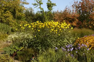 Helianthus atrorubens - P9 - image 3