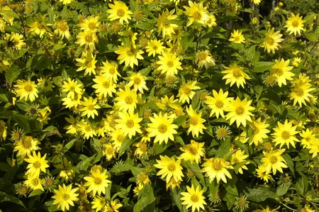 Helianthus atrorubens - P9 - image 4