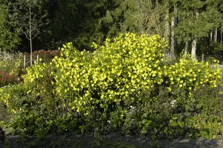 Helianthus atrorubens - P9 - image 5